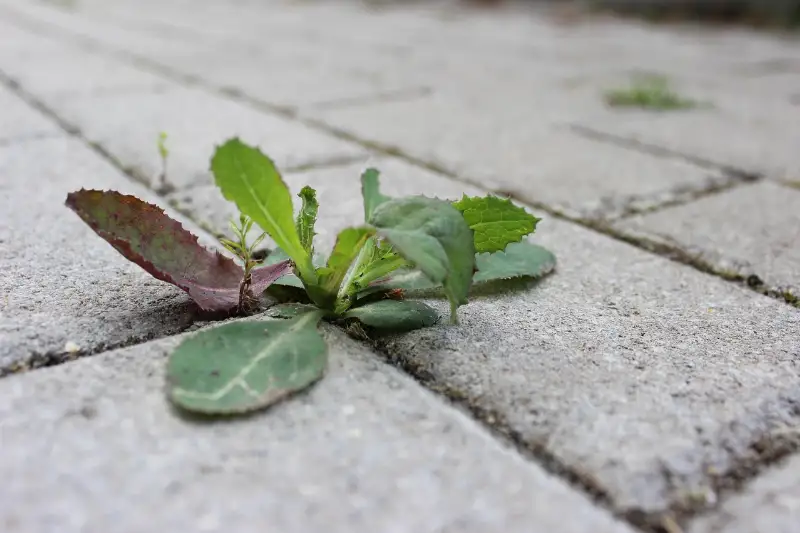 Lakossági tájékoztató a növényvédelemről